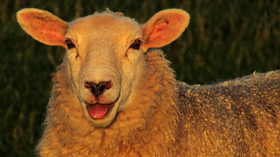 Sheep